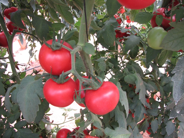 Indeterminate Round tomato 850-346 p1